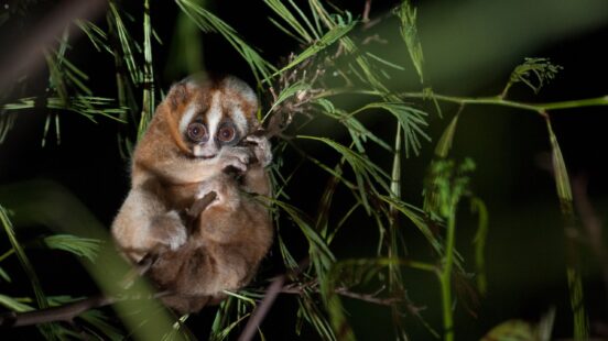 slow-loris-sri-lanka