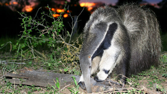 Giant anteater hunting at night in the Pantanal, Brazil