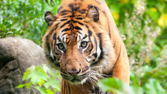 Close-up of a tigerx27;s face and shoulders as it walks through dense green vegetation.