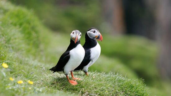 Puffins in Iceland