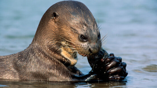 Giant river otter swimming in river, Brazil
