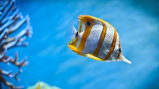 Seychelles Marine Park