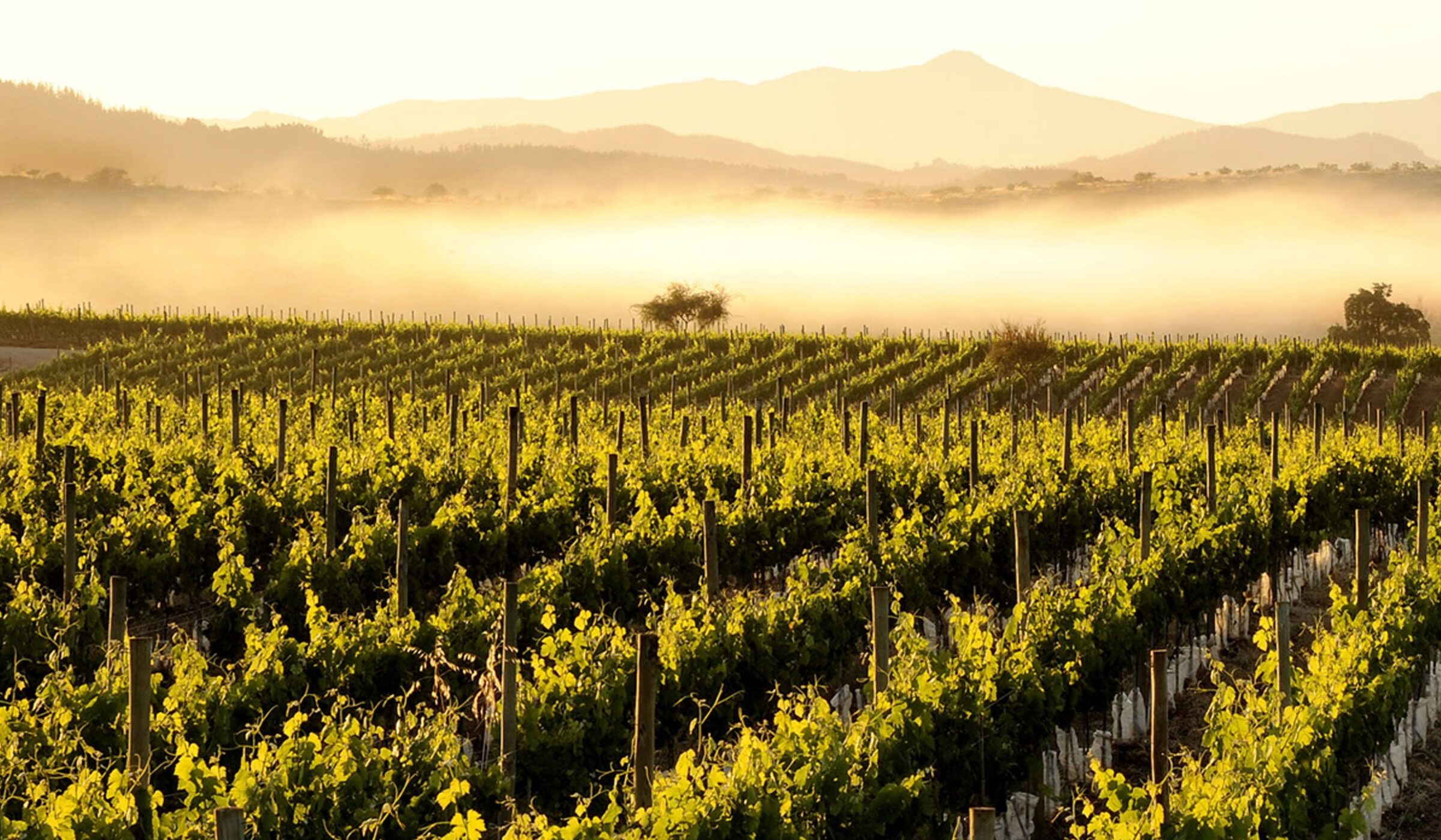 World-class wine region