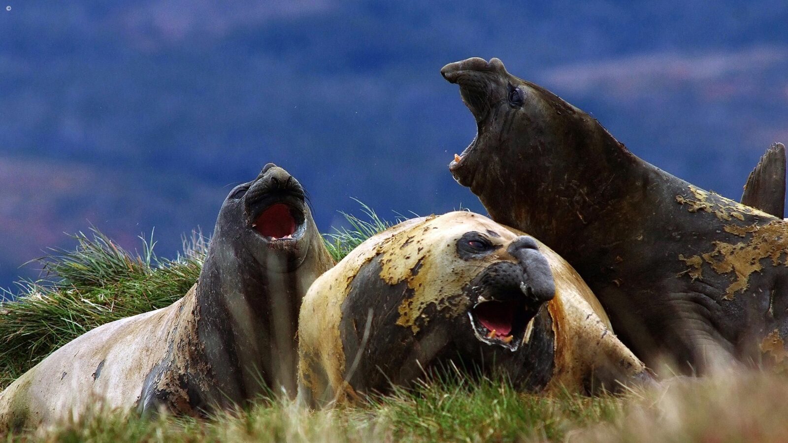 Sea lions resting along the coast in Tierra del Fuego