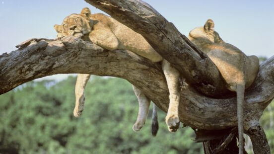 Lion Tarangire National Park