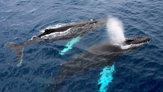 Whales in the ocean