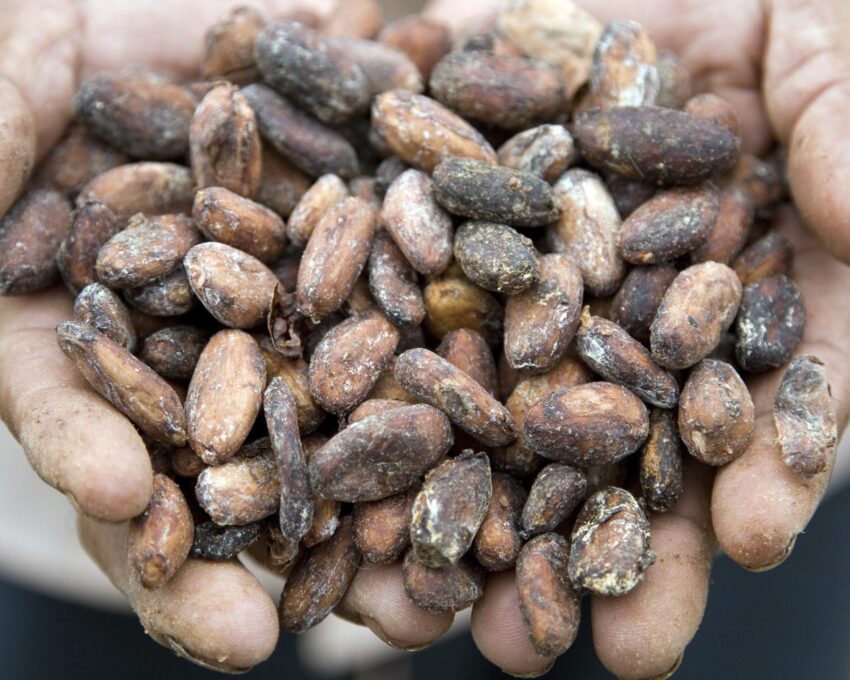 A full day tour to El Castillo cocoa farm