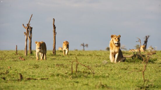 Lions, Kenya