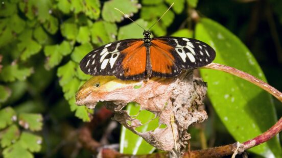 A closeup of a butterfly