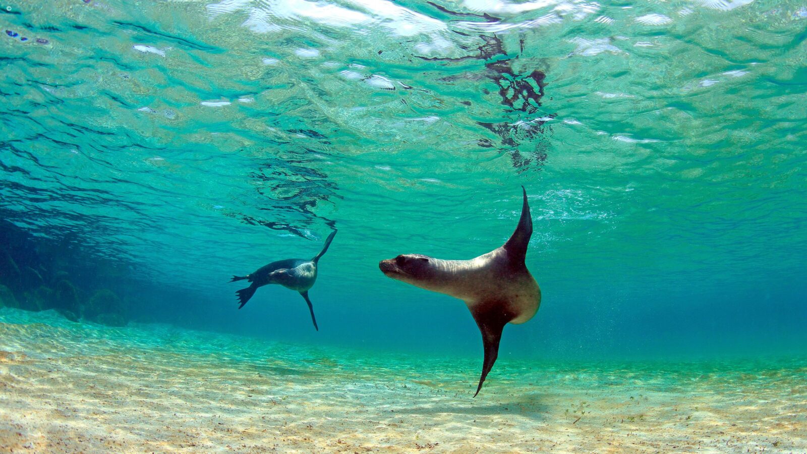 Sea lions swimming in clear turquoise ocean water on luxury Latin America honeymoon vacations.
