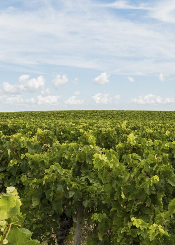 Sample organic wines in the Médoc