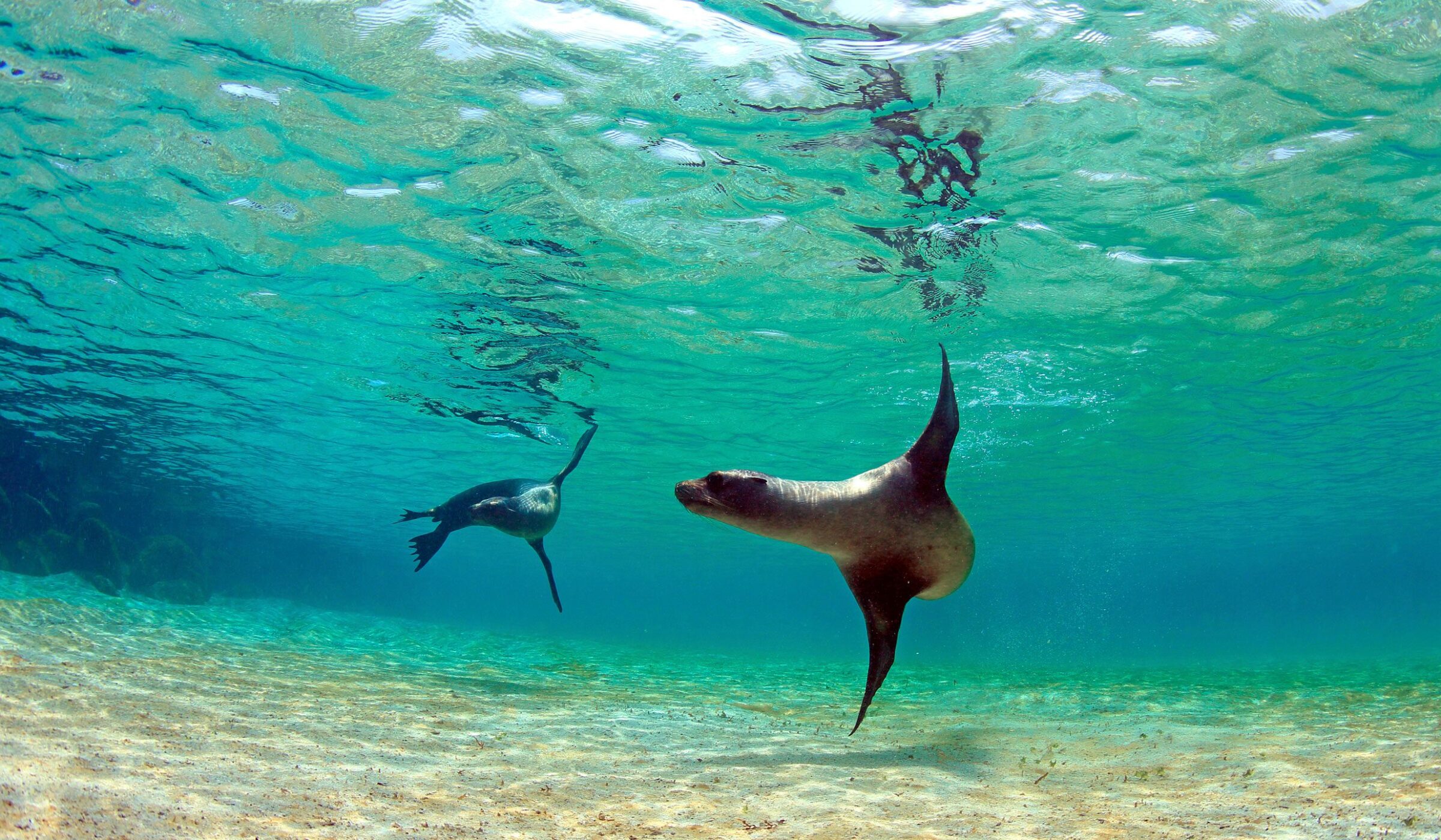 Two sea lions swimming underwater in clear blue water during luxury Galapagos family vacations.