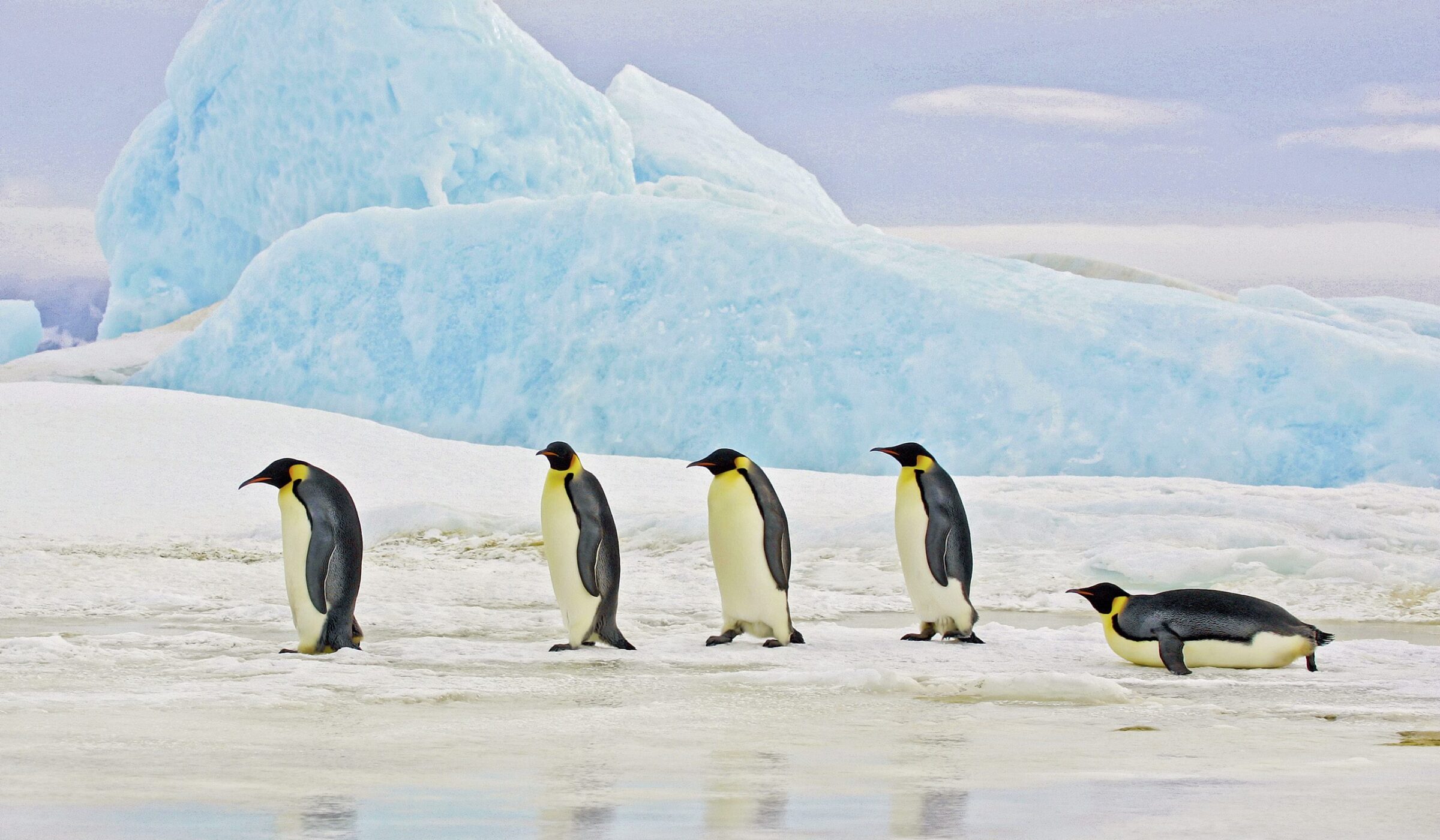 Emperor penguins marking through the ice in Antarctica