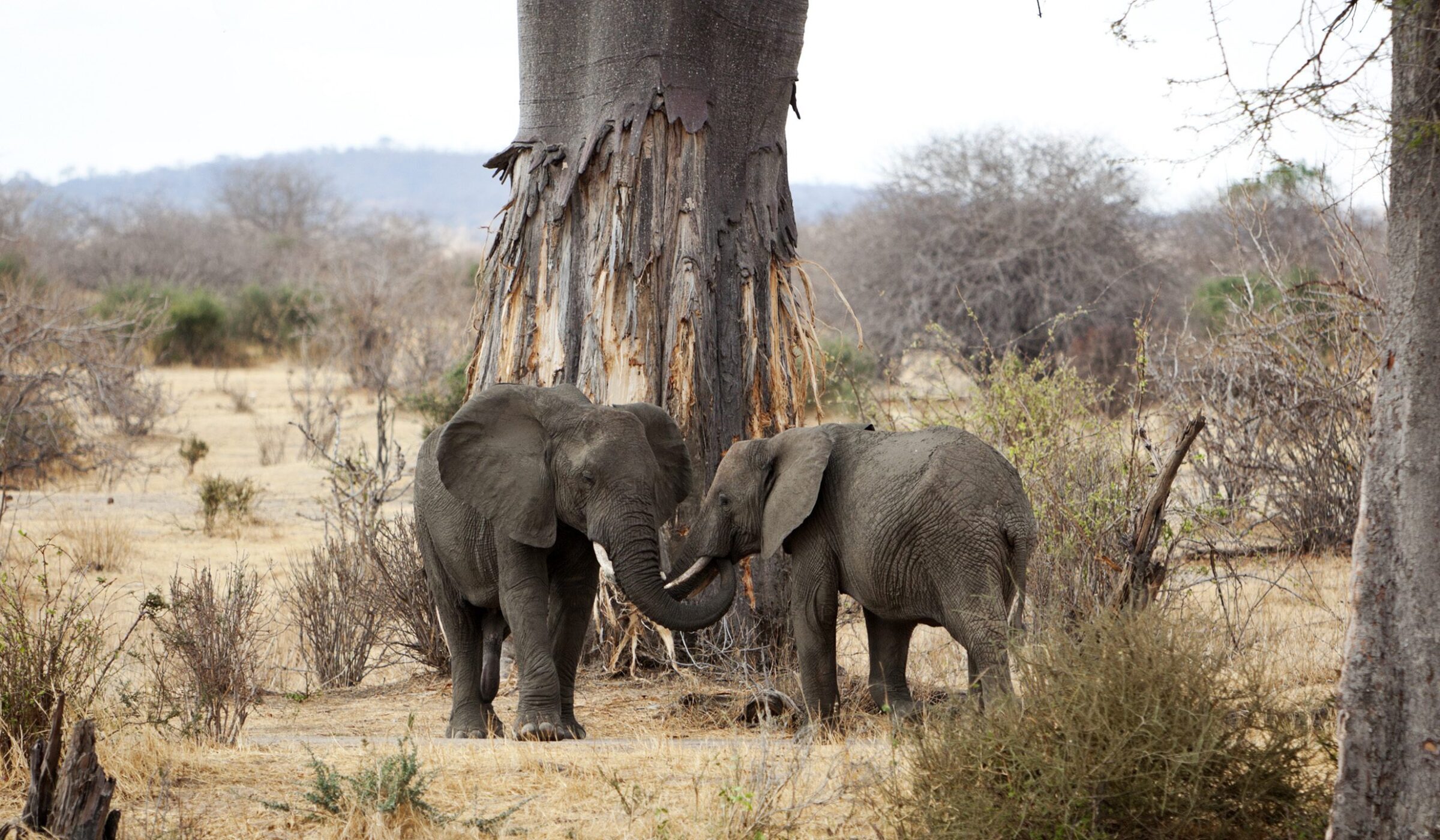 Two African elephant with their trunks entwined in front of a large tree in Ruaha National Park, Tanzania