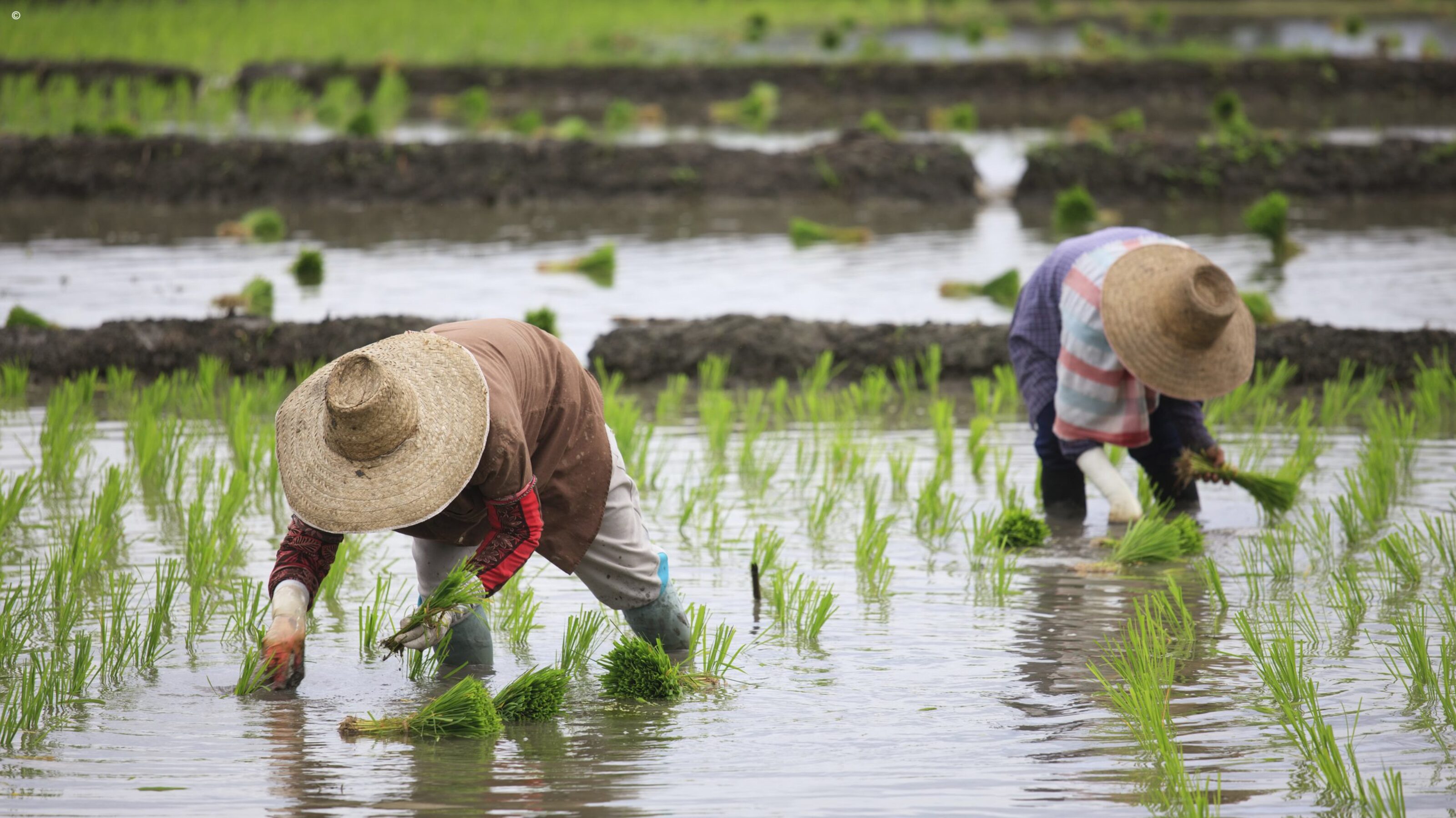 Farmers on rice paddy fields
