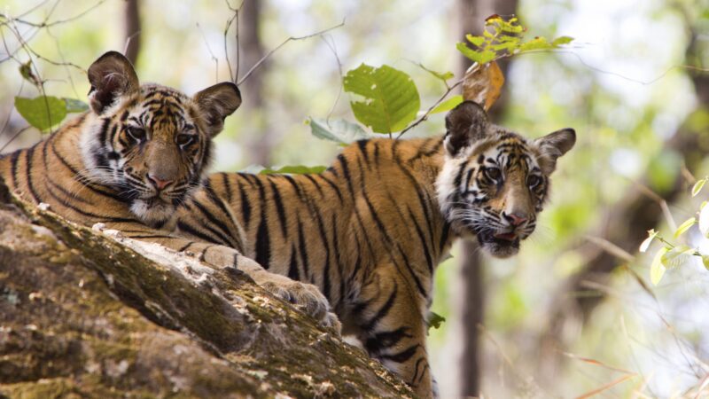Two young tigers on a tree trunk
