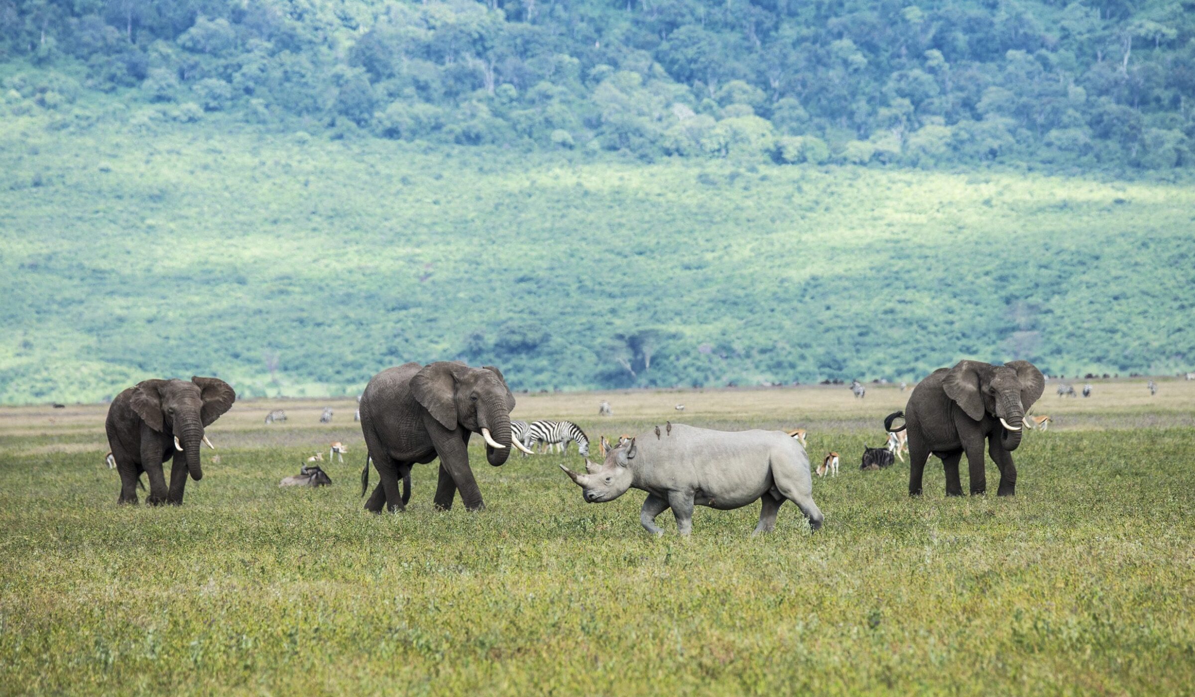wo elephants and a rhinoceros walk through grassy plains on a luxury Ngorongoro Crater safari.