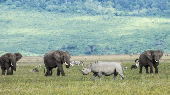 Rhino, African elephants, zebra and game in the grassy plains of the Ngorongoro Crater, Tanzania