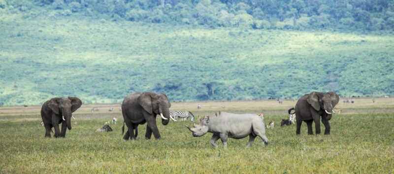 Rhino, African elephants, zebra and game in the grassy plains of the Ngorongoro Crater, Tanzania