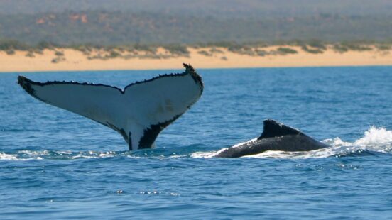 humpback whale sal salis
