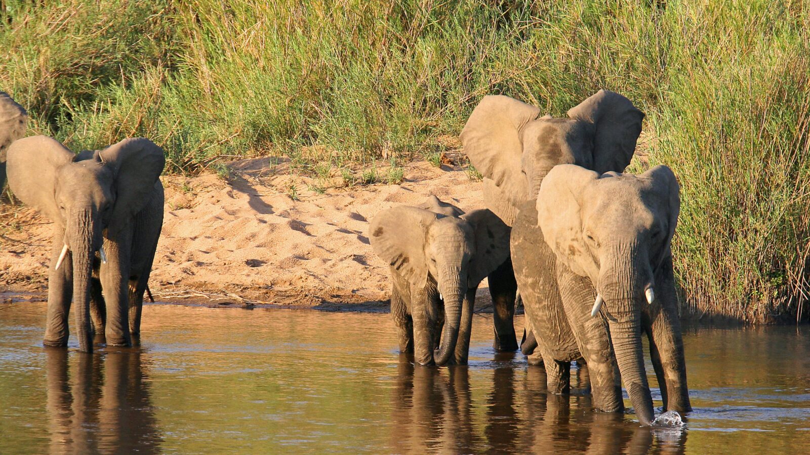 A herd of African elephants drinking and walking through a river on luxury Kruger trips.