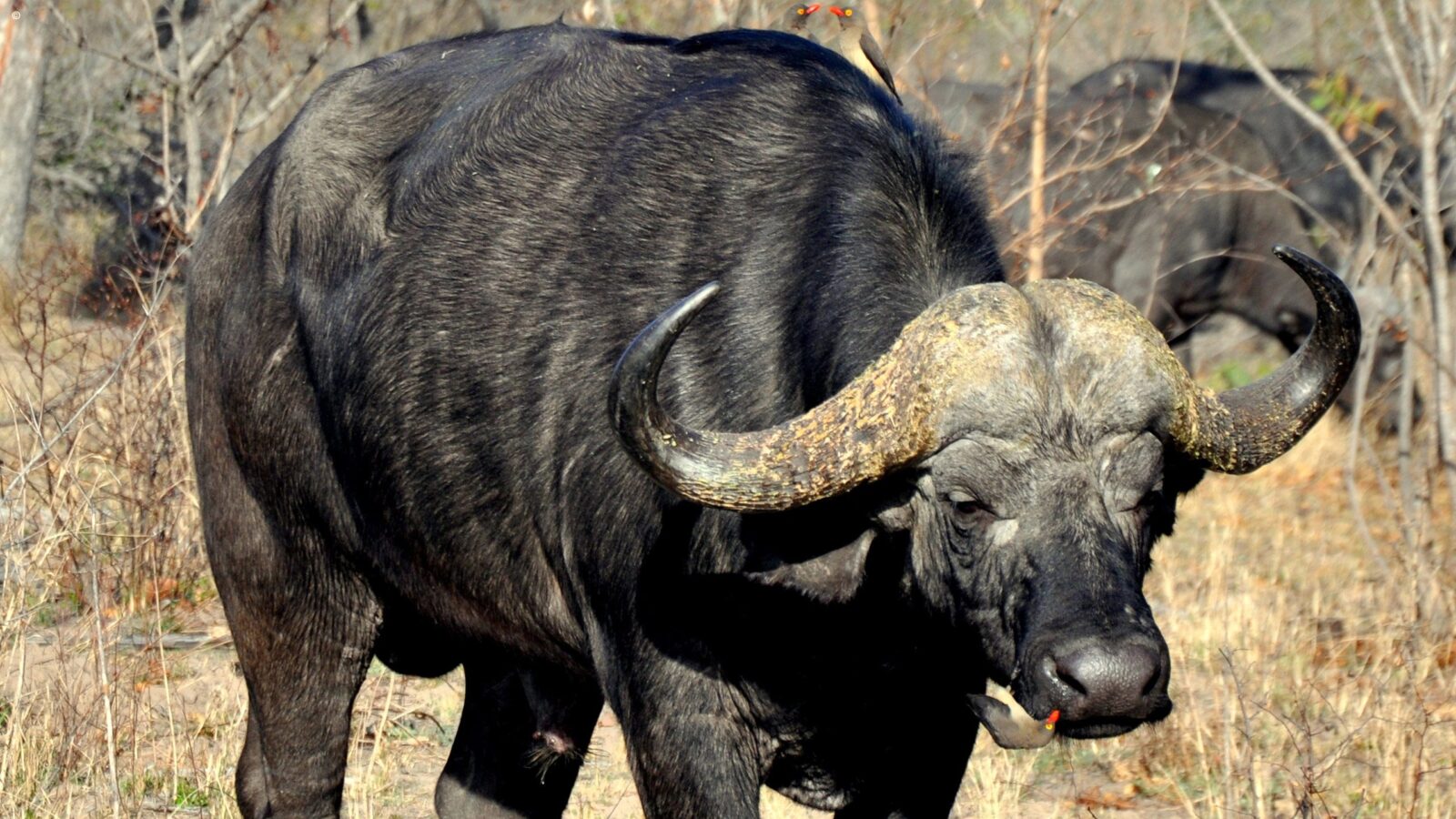 Large African buffalo with curved horns standing in the scrub during luxury Kruger tours.