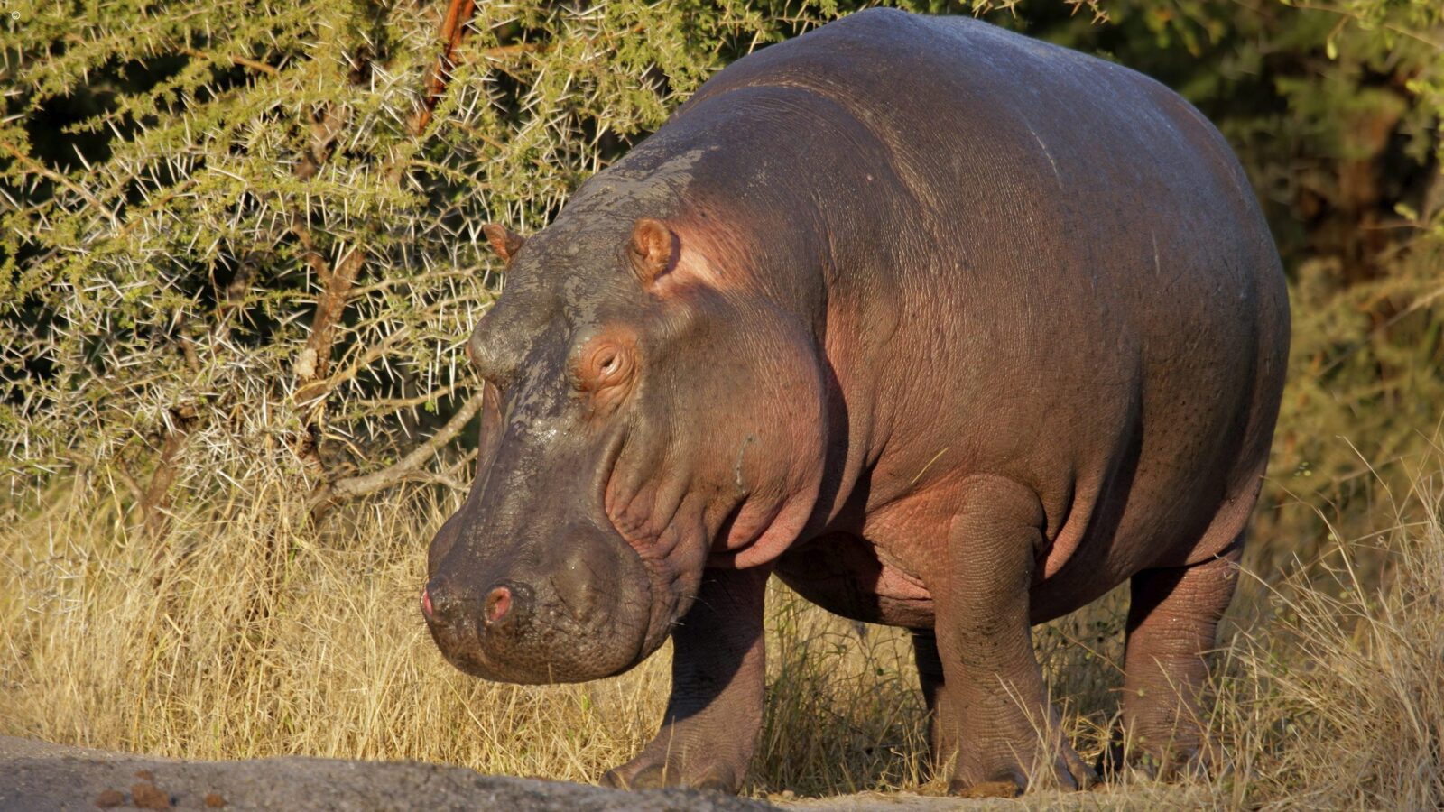 A large hippopotamus standing on dry ground near bushes during luxury Kruger trips.