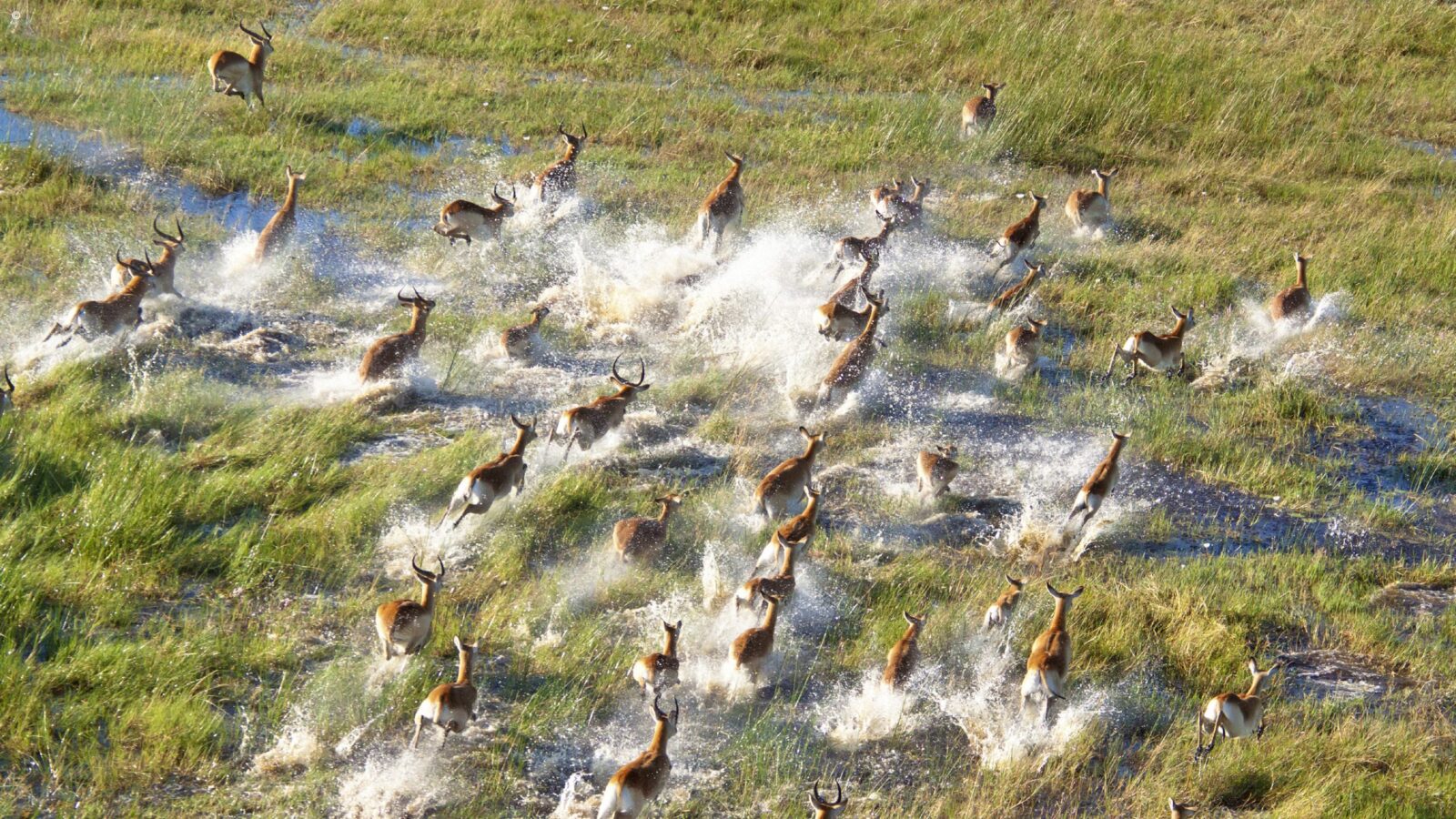Aerial view of antelopes running through water on luxury Okavango Delta Tours.