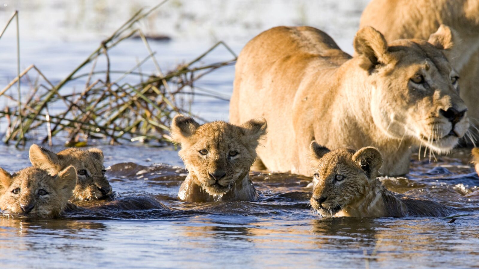 A lioness and four cubs wading in water on luxury Okavango Delta Tours.