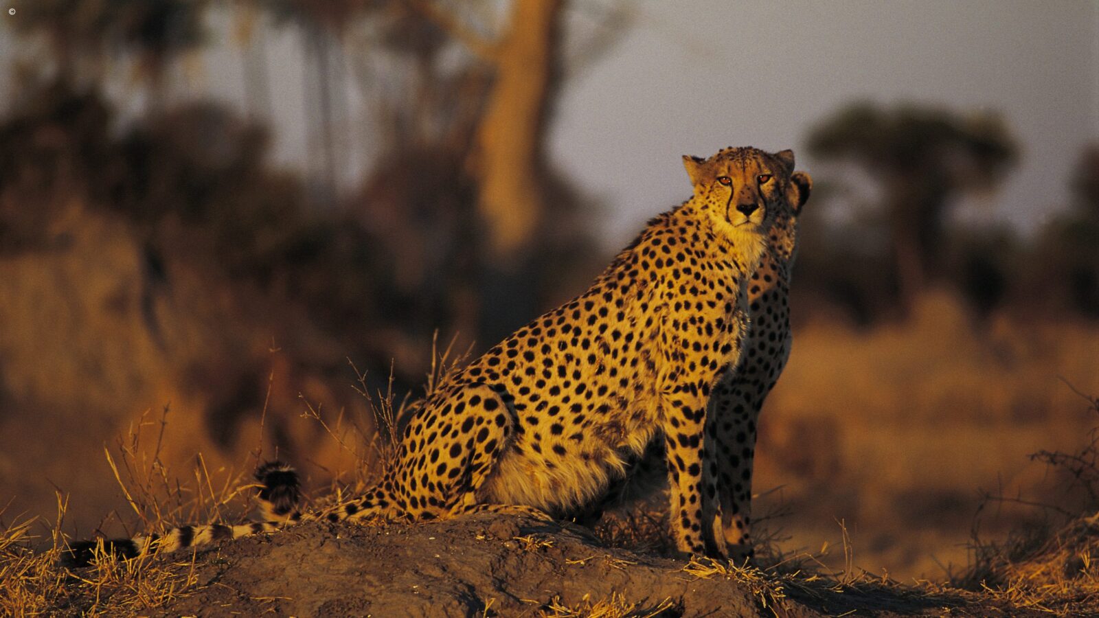 Two cheetahs sitting on a mound during luxury Okavango Delta safaris.