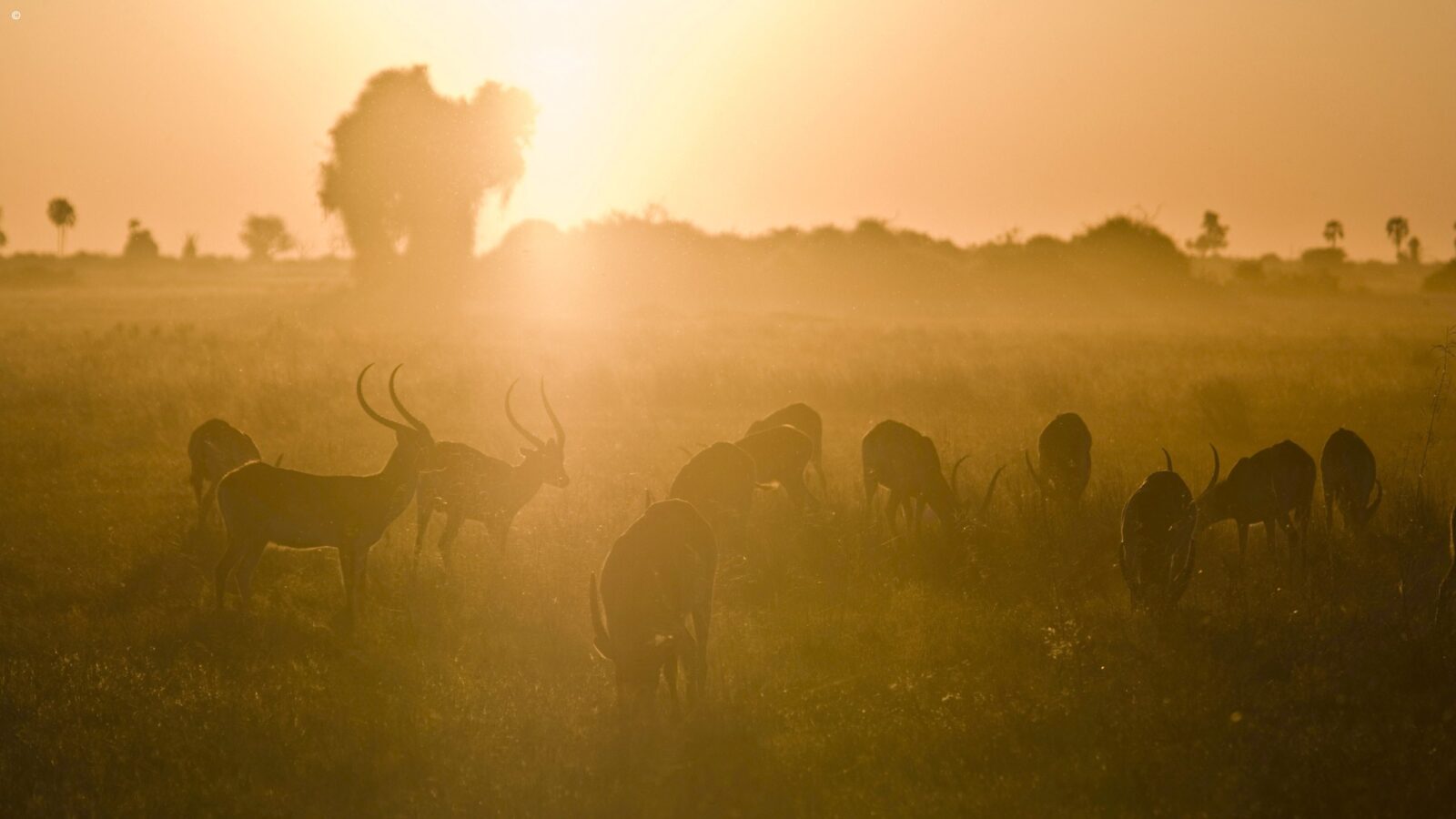 Herd of antelopes grazing in golden sunlight on luxury Okavango Delta Tours.