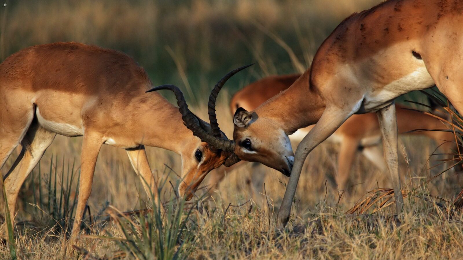 Two male impalas sparring during luxury Okavango Delta safaris.