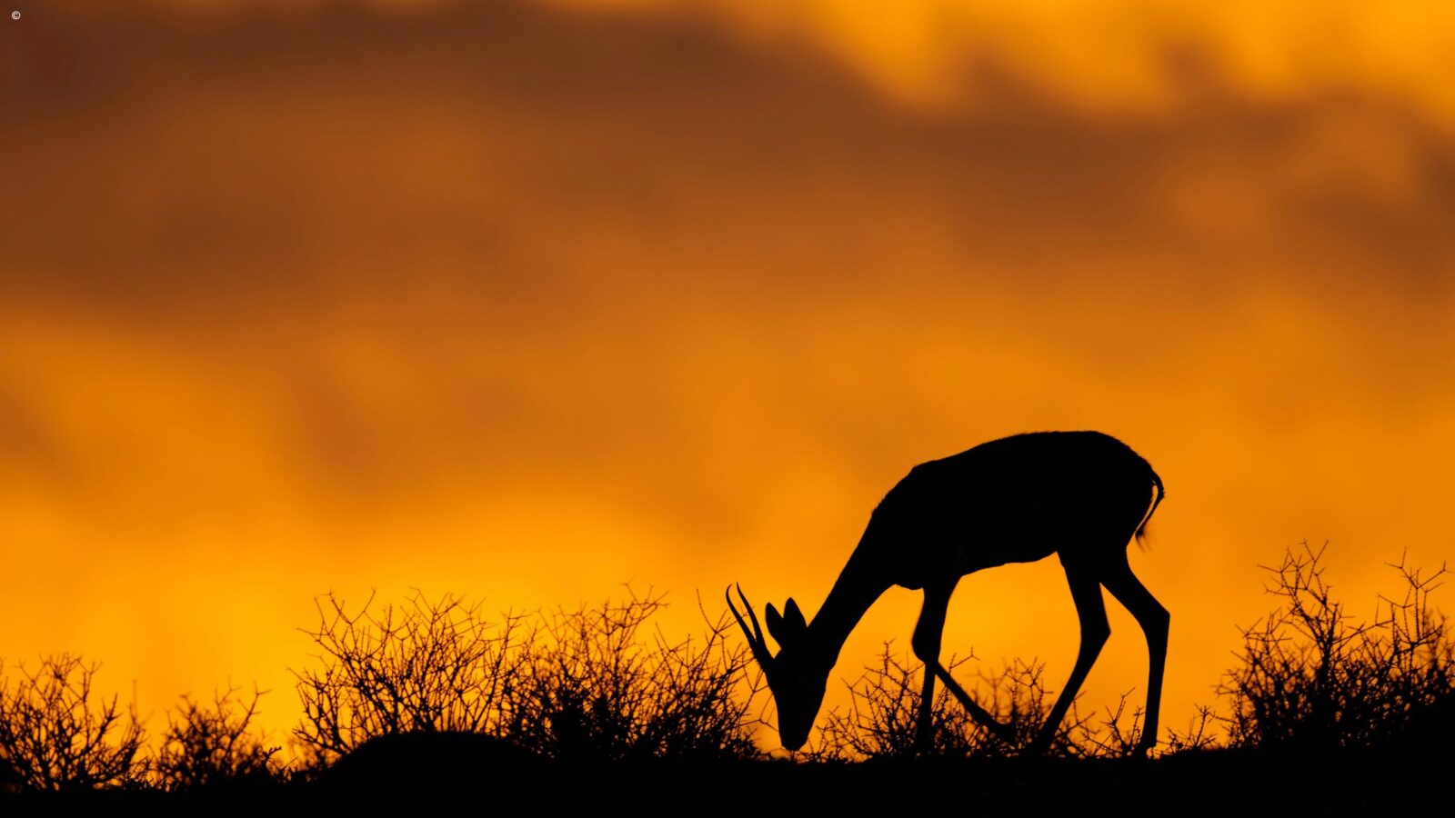 Silhouette of a springbok grazing against an orange sky on luxury garden route vacations.