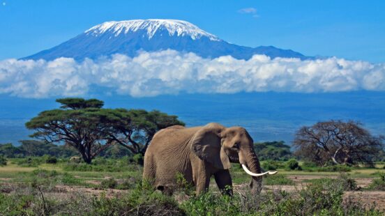An African elephant walking through tall grass with a snow-capped mountain in the background.