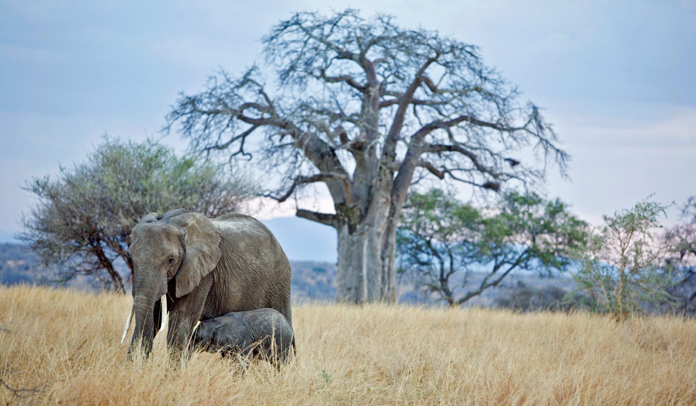 Elephant and calf in the plains of Tarangire National Park, Tanzania