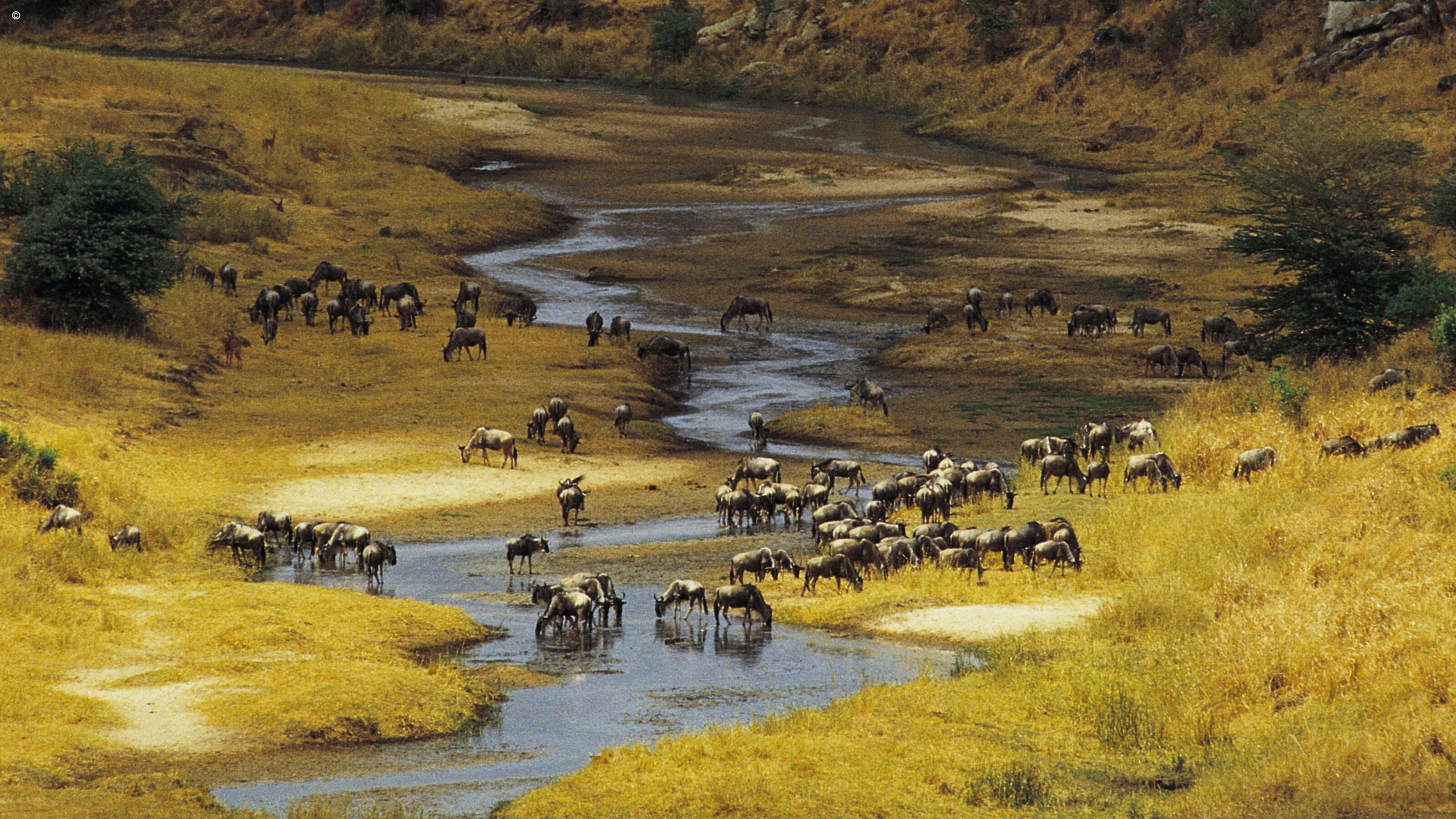 A Signature Northern Tanzania Safari