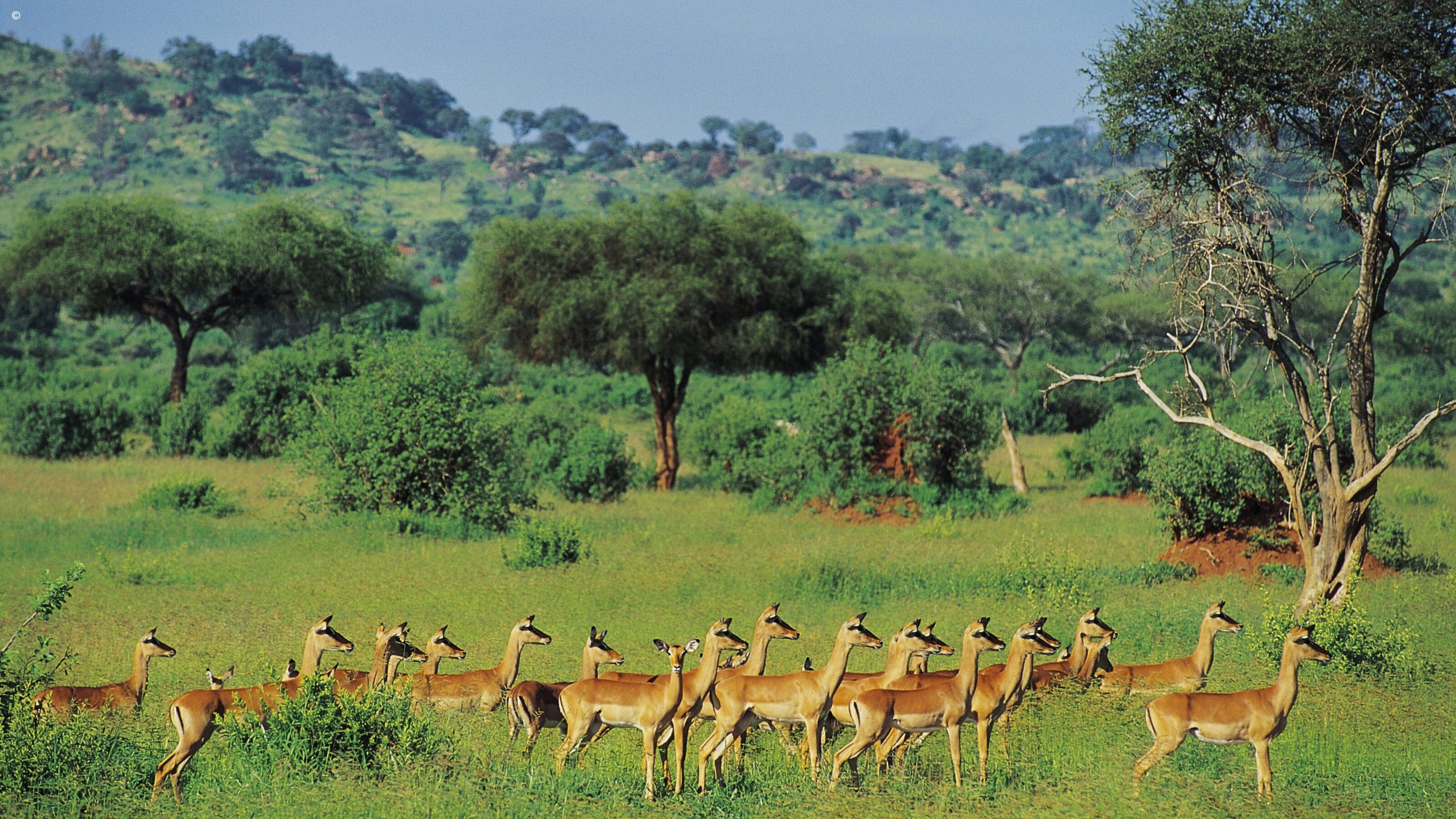A Signature Northern Tanzania Safari