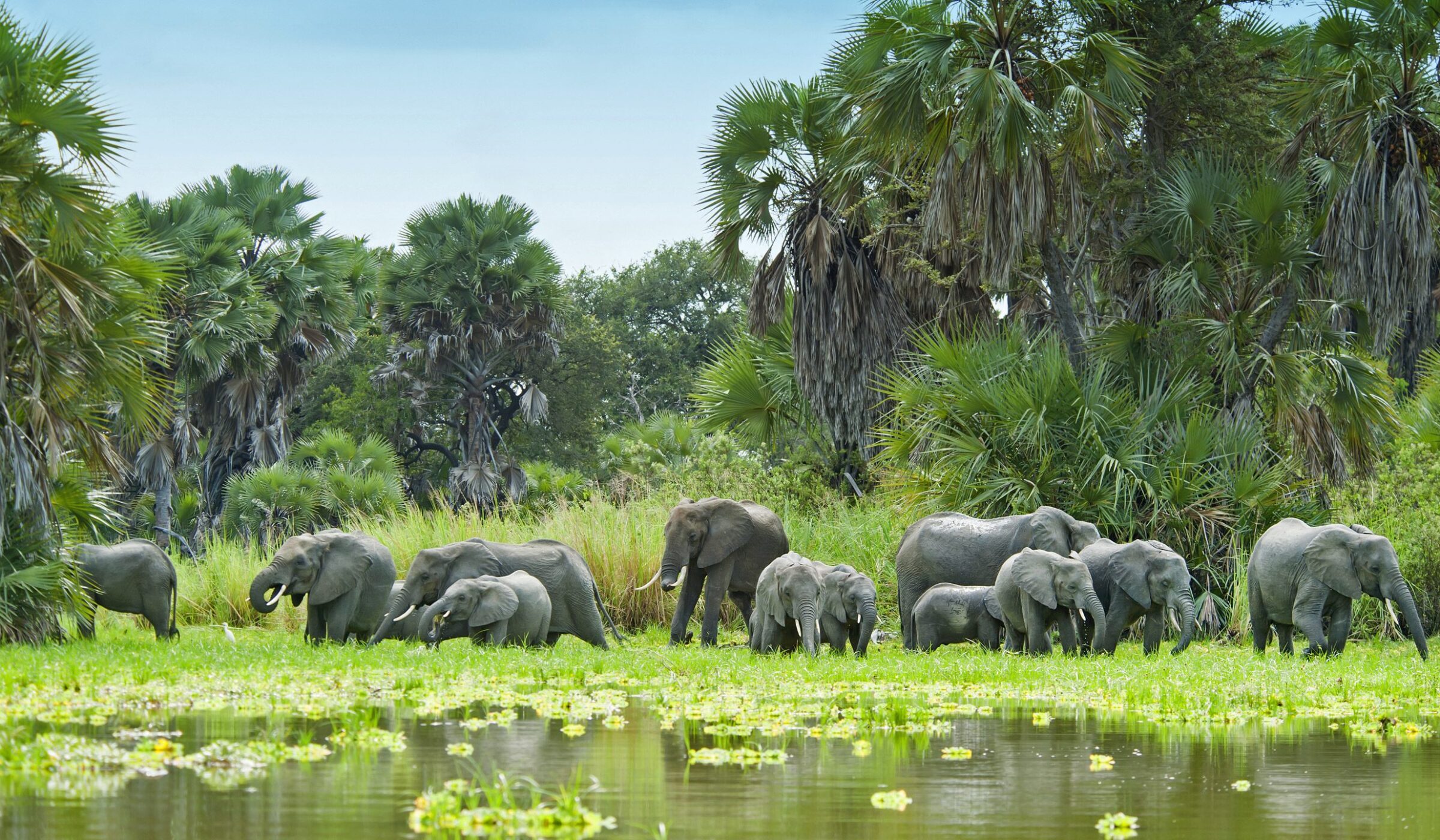 Herd of elephants moving through the waters of a clearing in a dense green Nyerere National Park, Tanzania