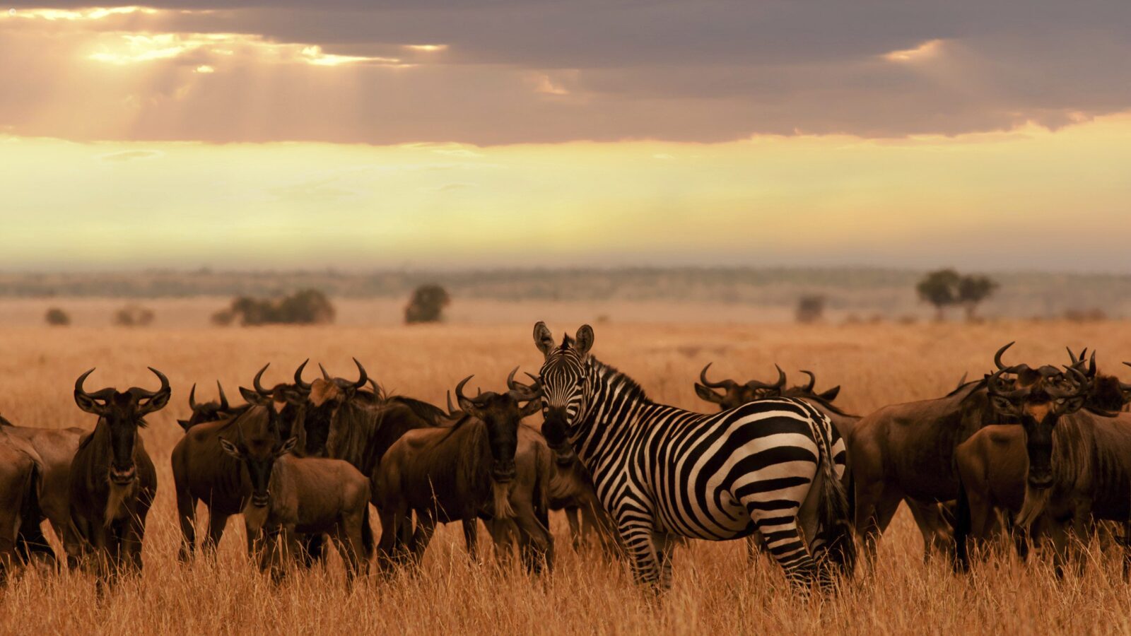 Luxury North Serengeti Tours, Private & Tailor-made for 2026