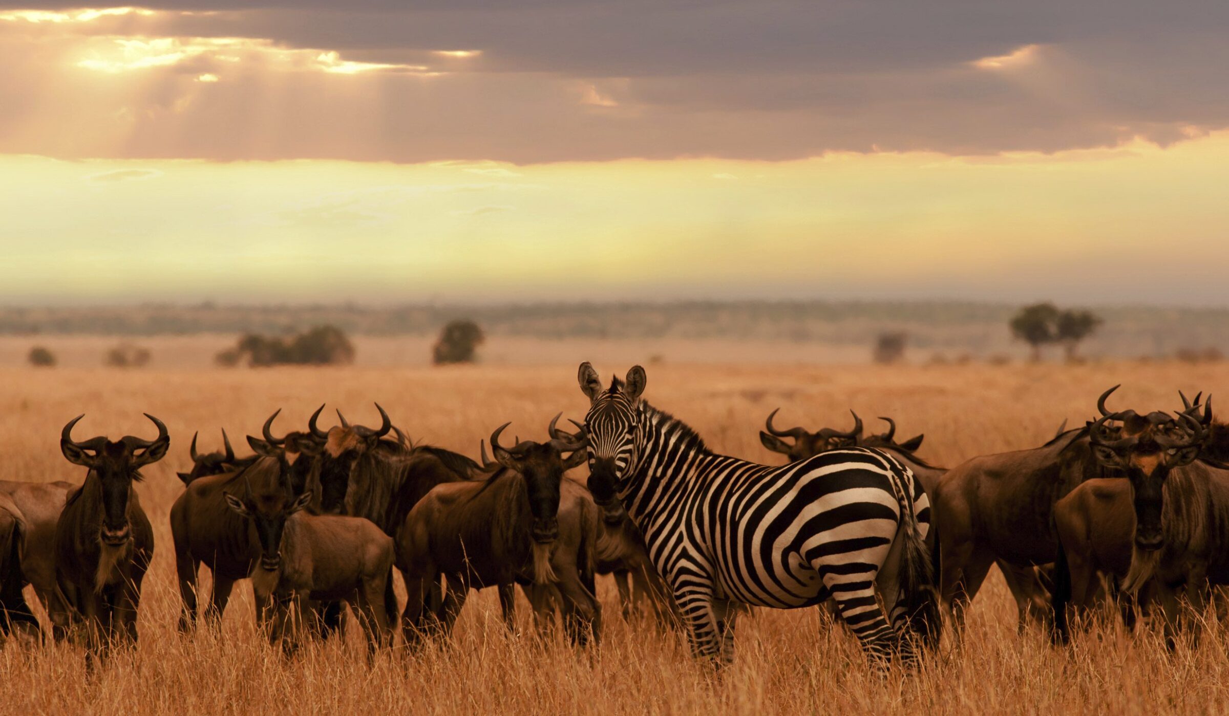 Zebra and wildebeest in the Serengeti National Park, Tanzania, at sunset