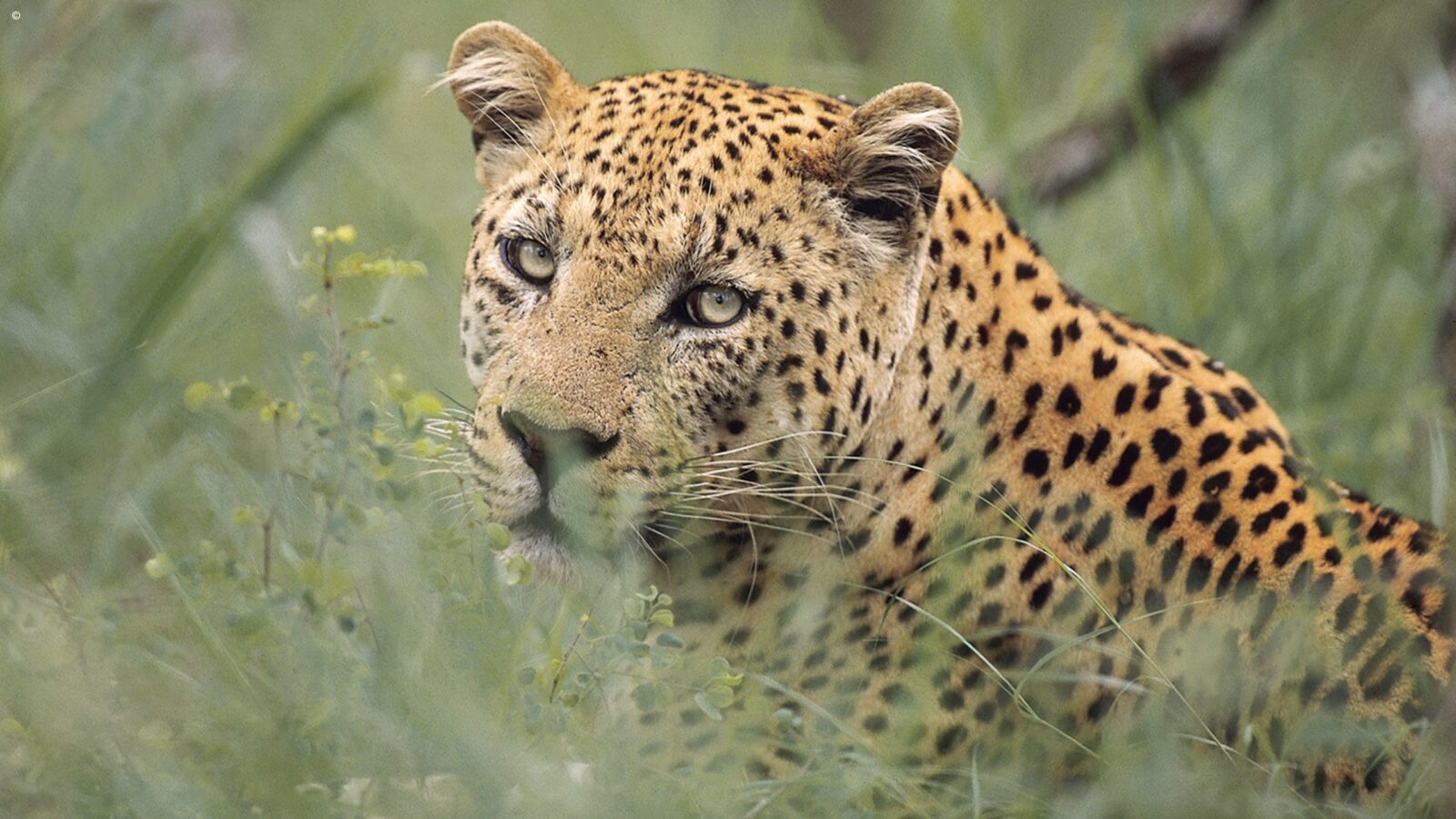 Close up of the head and shoulders of a wild leopard in long grass