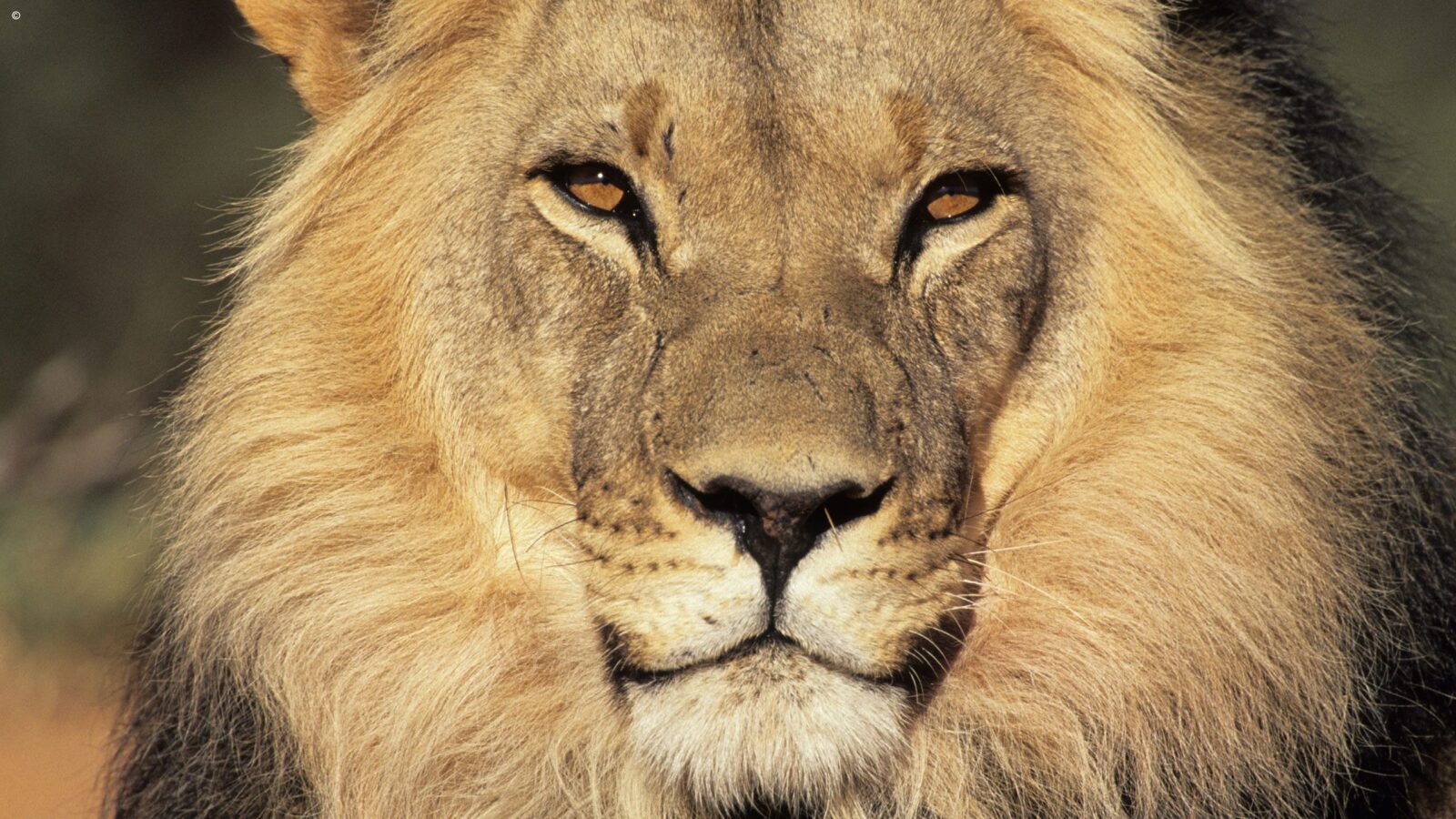 Close up image of a male lion looking into the camera lens