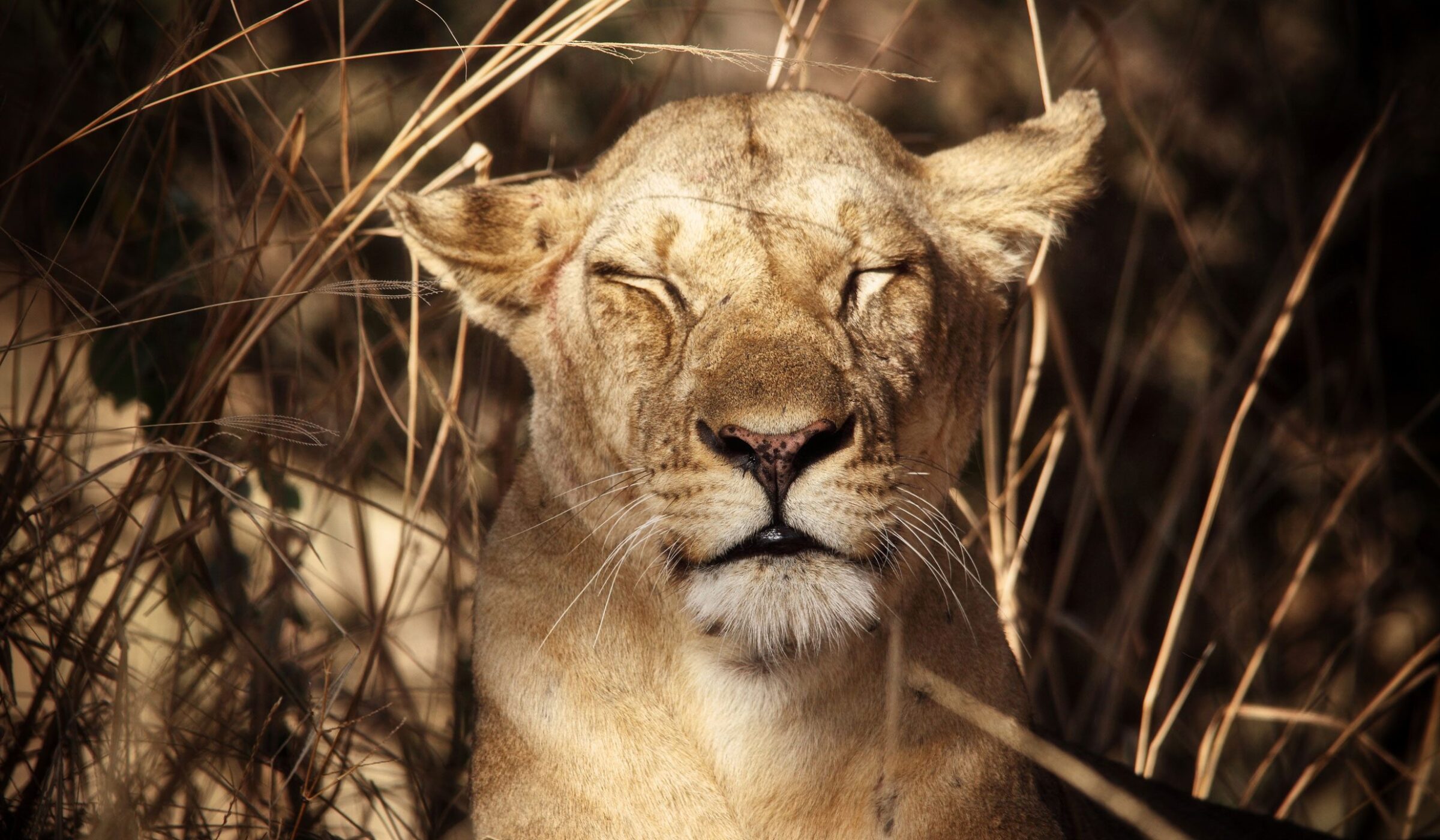 South Luangwa