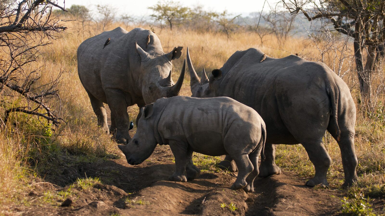 Two adult rhinos and one calf standing on a dirt road in the savanna during luxury Phinda tours.
