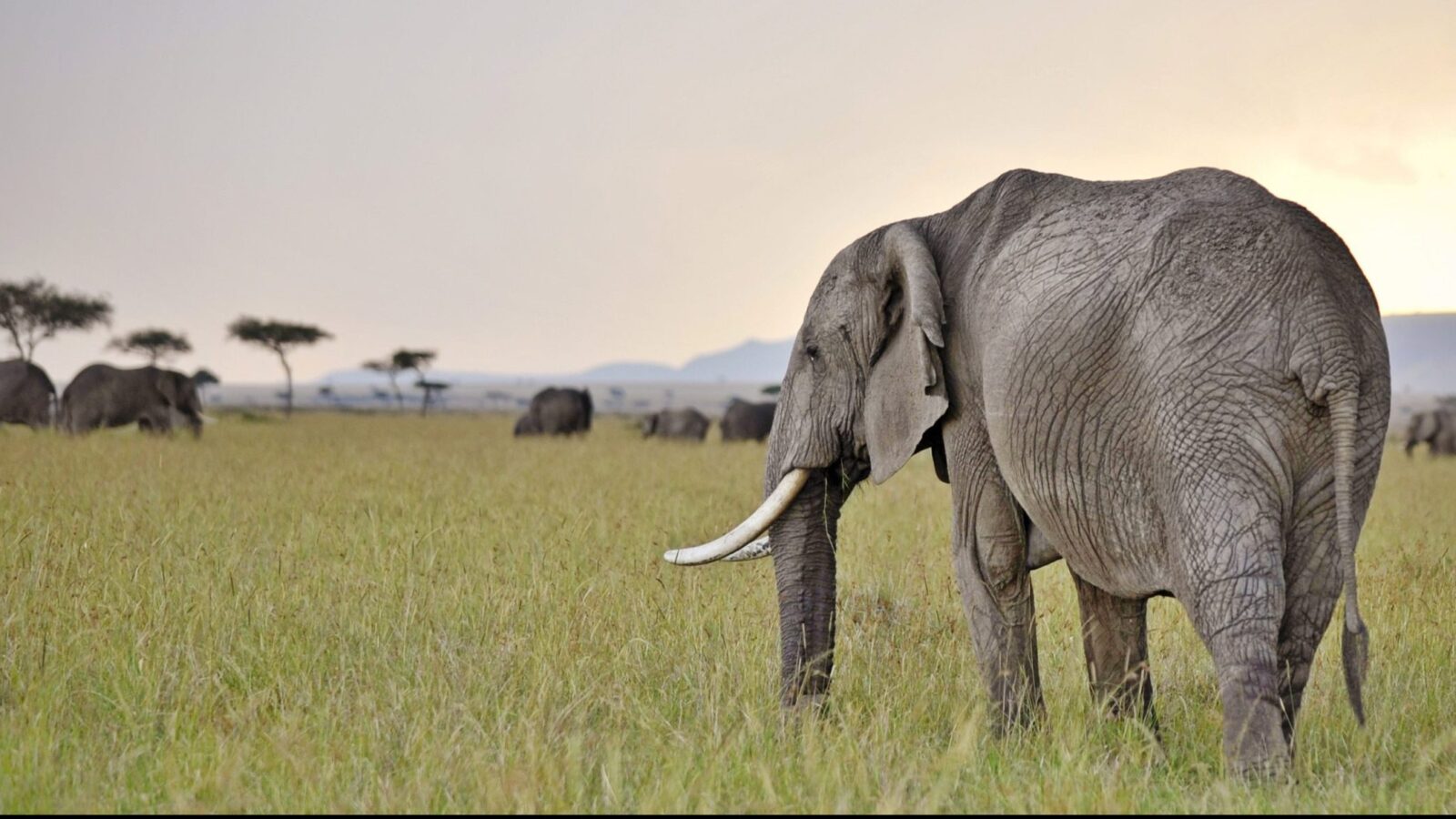 Side profile of a large elephant grazing in a field during luxury Maasai Mara vacations.