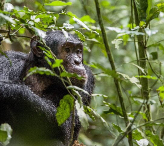 Chimpanzee trekking