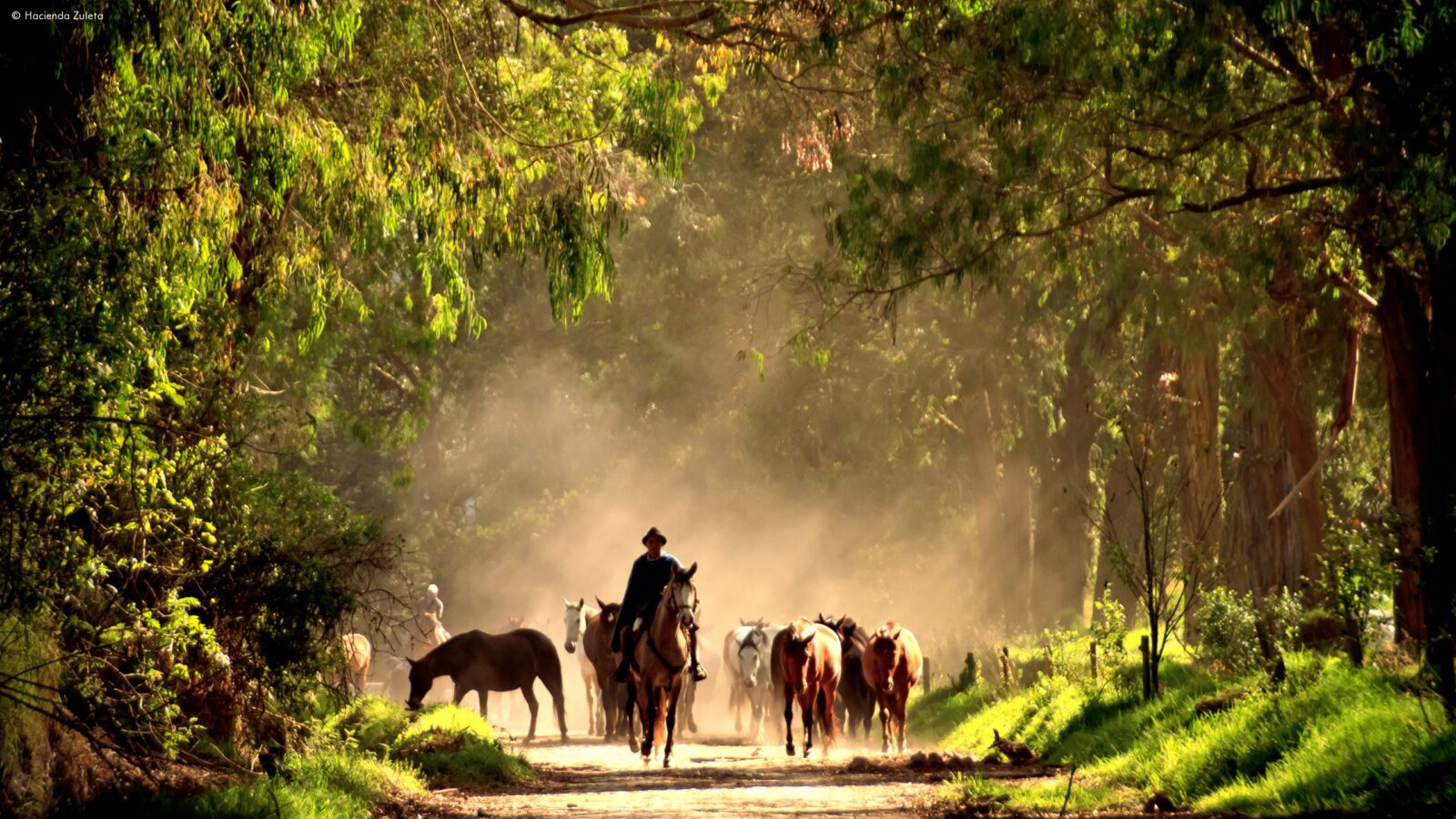 Horses Zuleta Otavalo Ecuador