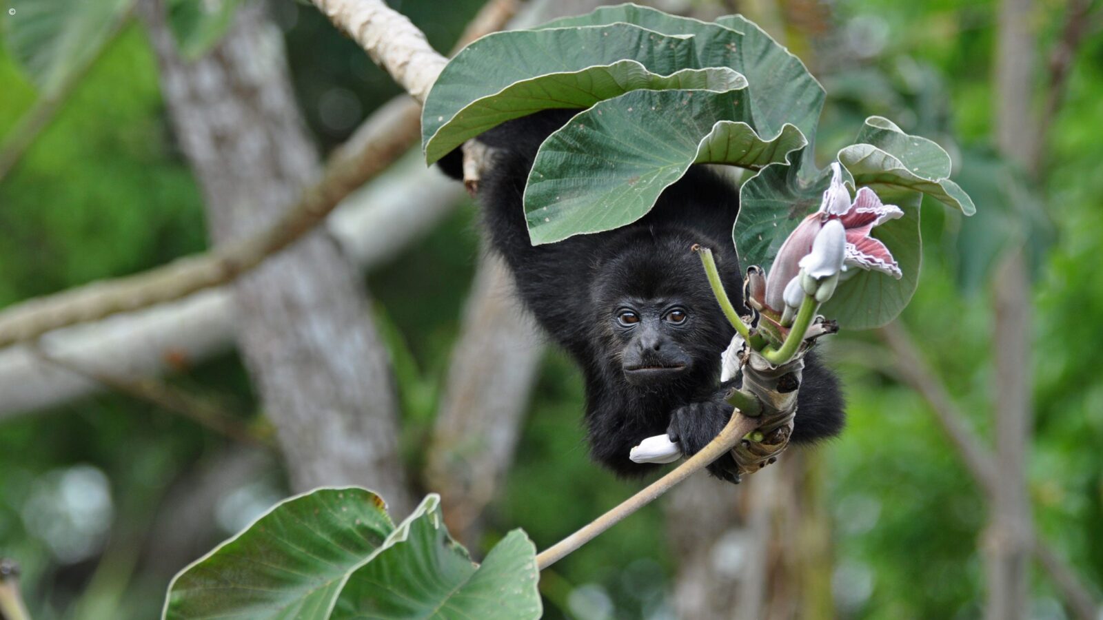 A black howler monkey in a jungle setting during luxury Belize holidays.
