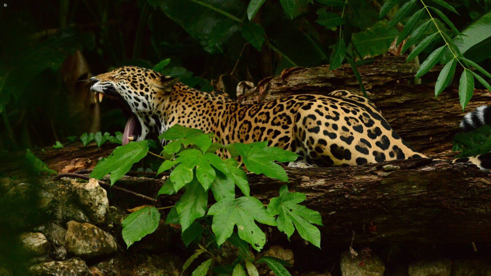 A jaguar yawning on a log in the jungle during luxury Belize holidays.