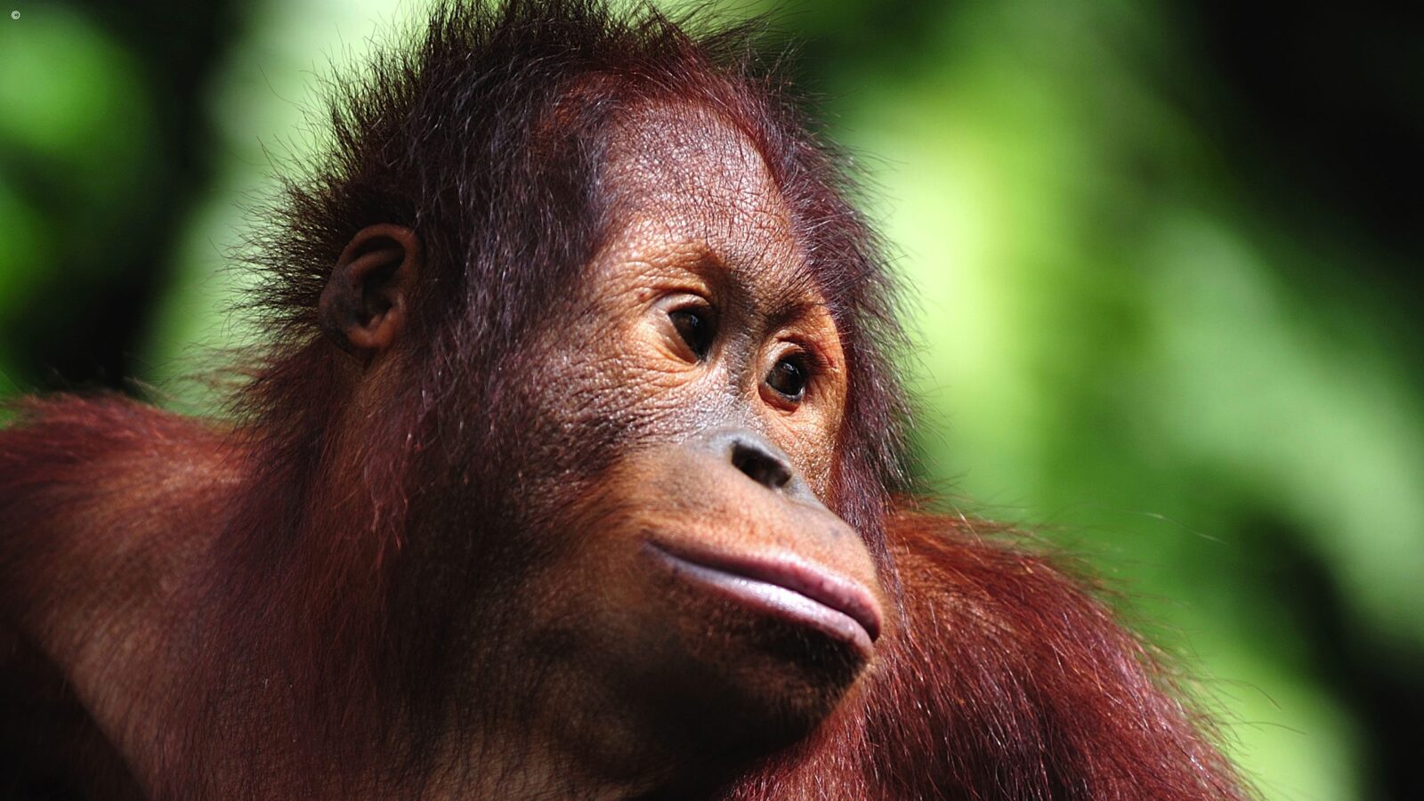 Close-up profile of a young orangutan's face and fuzzy hair during luxury Borneo tour.